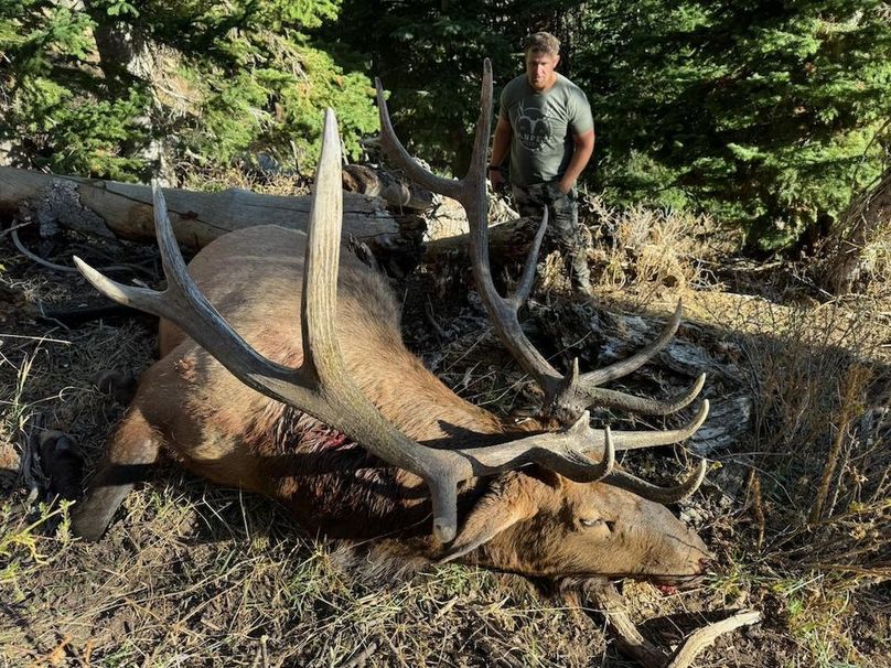 Copy of Bull Harvest 2024