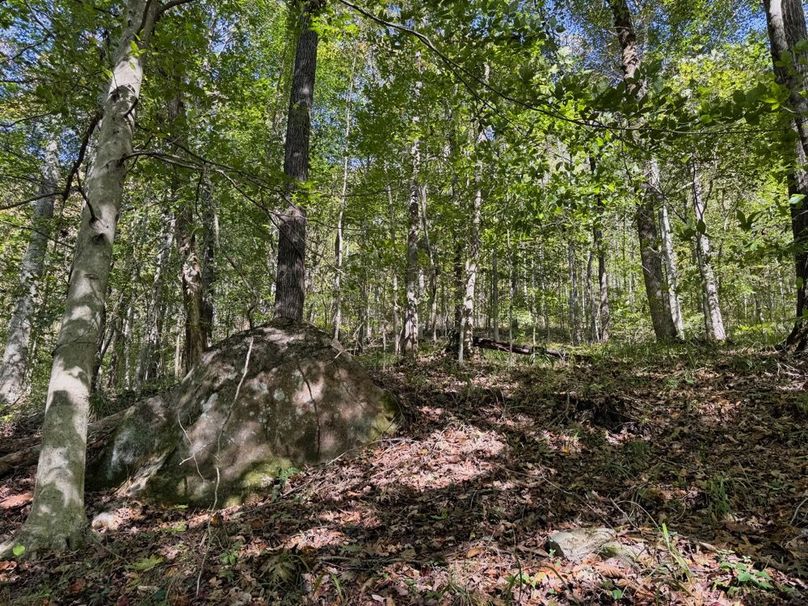 008 more nice timber and boulders-2