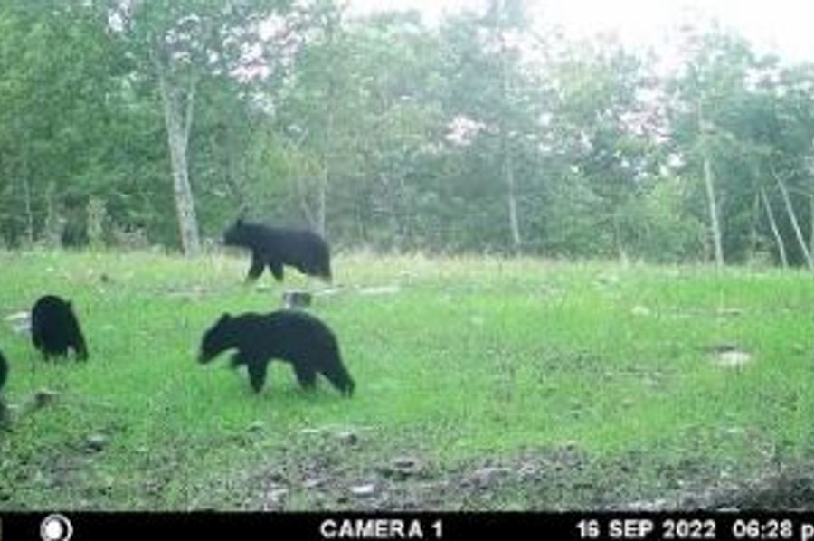 Bear 2