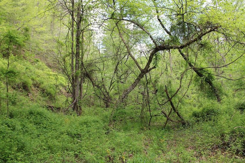 024 good bottom land along the creek with great potential