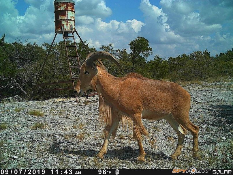 Game Camera 2