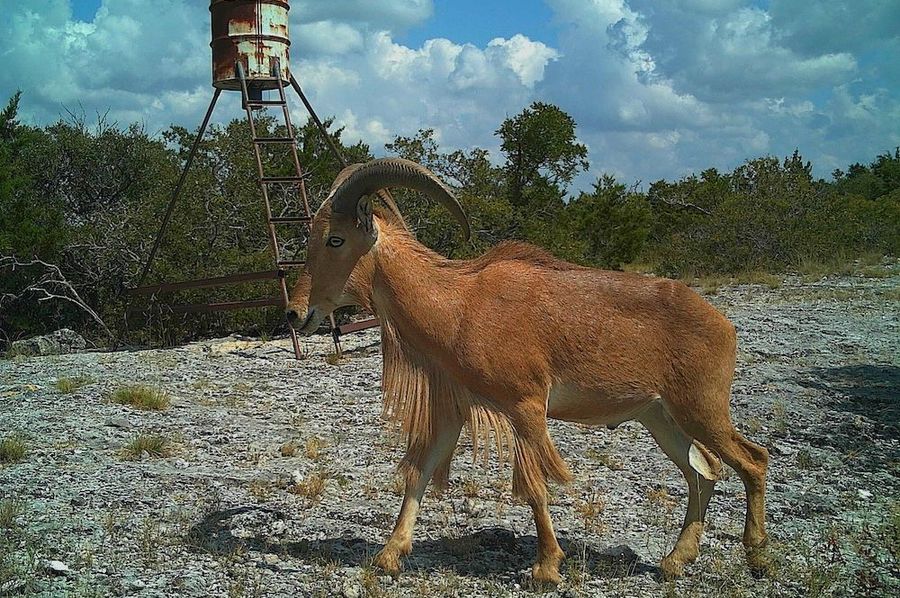 Game Camera 2