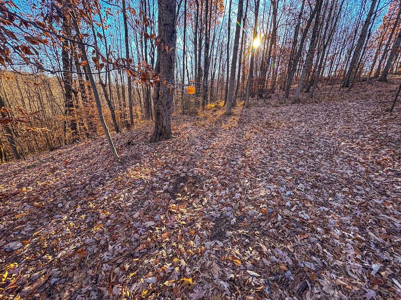 Pleasants_Wood 169.97 AC Cokeley-63