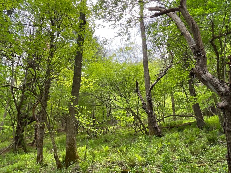 Tioga_18.72_Coulson Photo 9