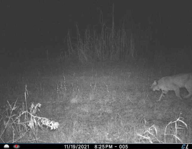 November 2021 Bobcat