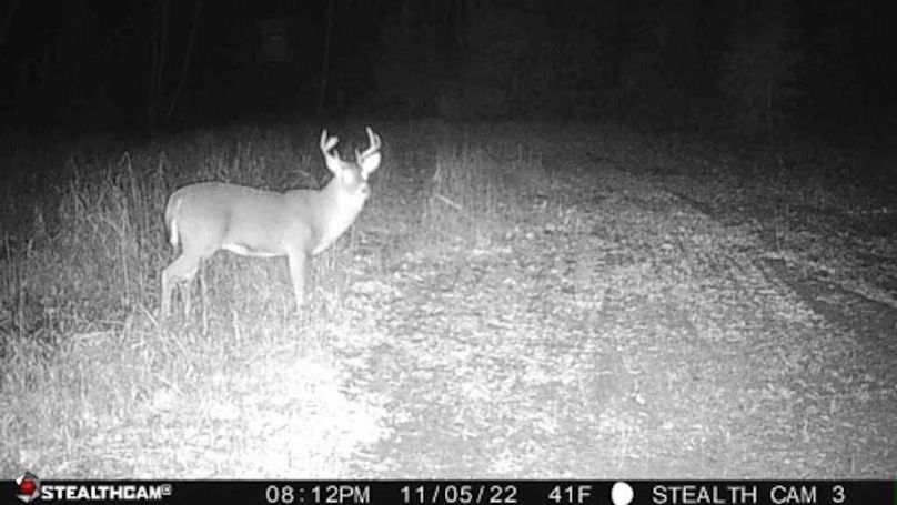 Deer 2