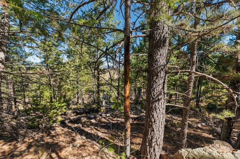 057 - Buck Rub in Timber