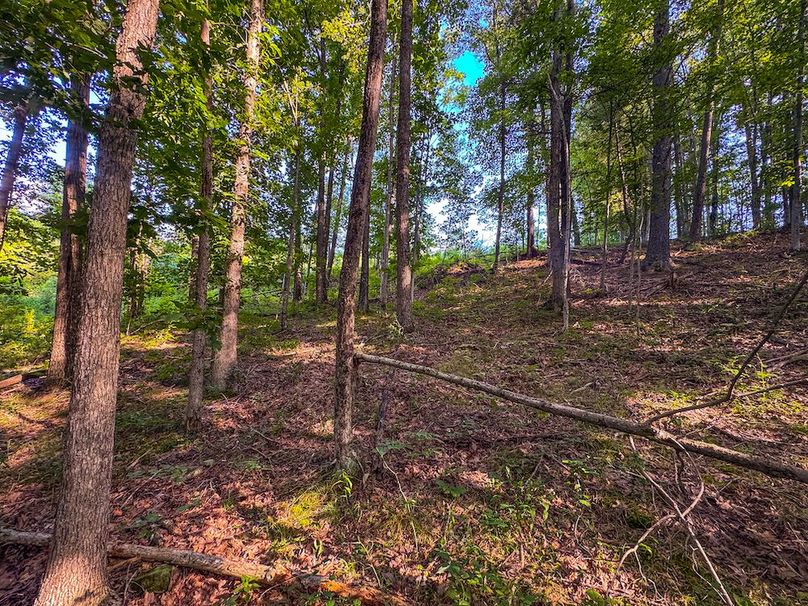 Lewis, WV 82.87 AC Barger-093