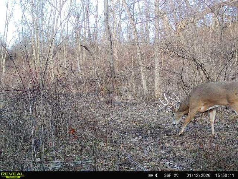 Trail Cam 011226