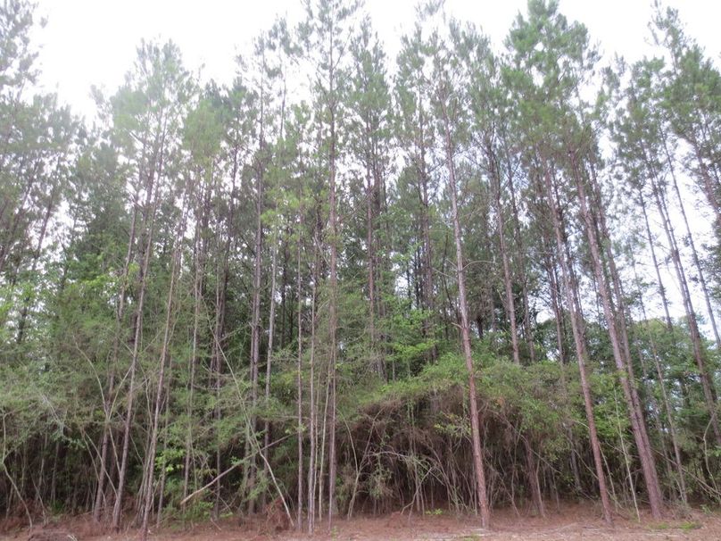 BC100E5C-56BE-4119-B115-4A79F5939427_1_105_c