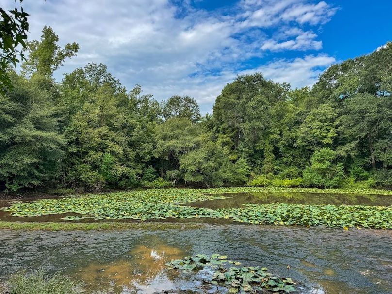 6 Jefferson 117ac - bethard-26