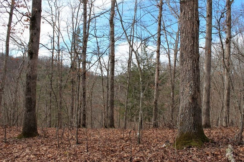 002 hardwood ridge view to the south in the south area of the property