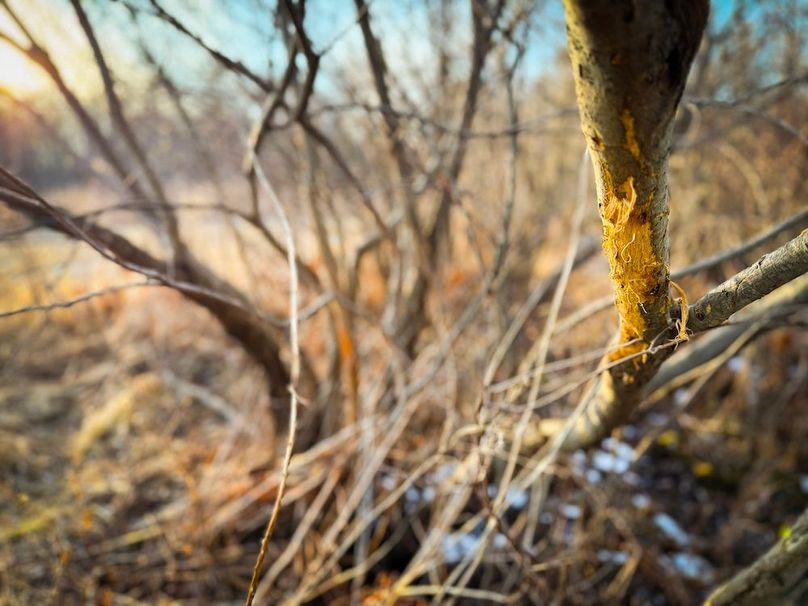 Seneca_24.54_Hohwald_Photos_17