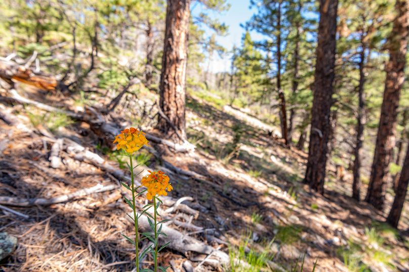 Copy of Los Alamos 508 6-24-6