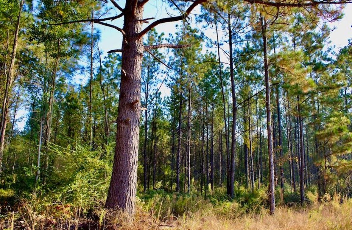 2D5BC3BC-28F1-41FC-B41E-4CEF8A3A0C93_1_105_c