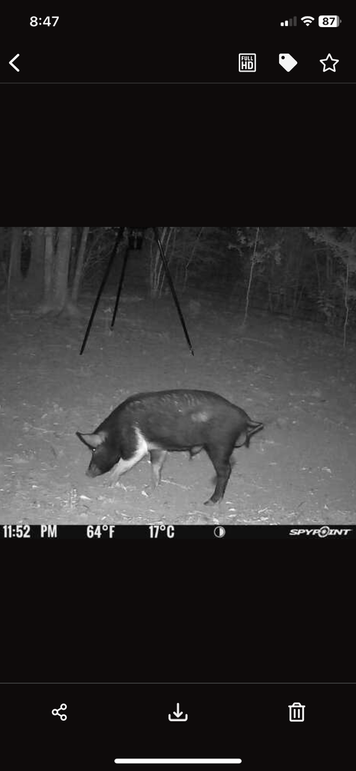 New Trail Cam 9