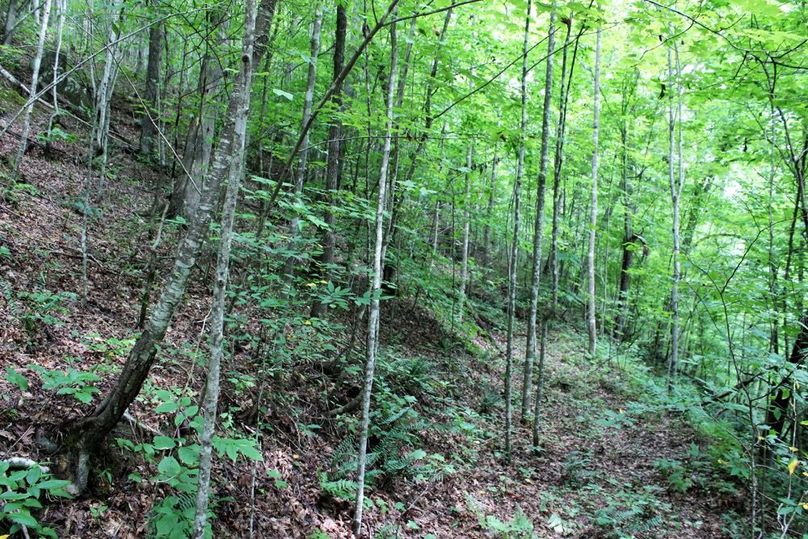 007 old wooded grown over mountain road from years past