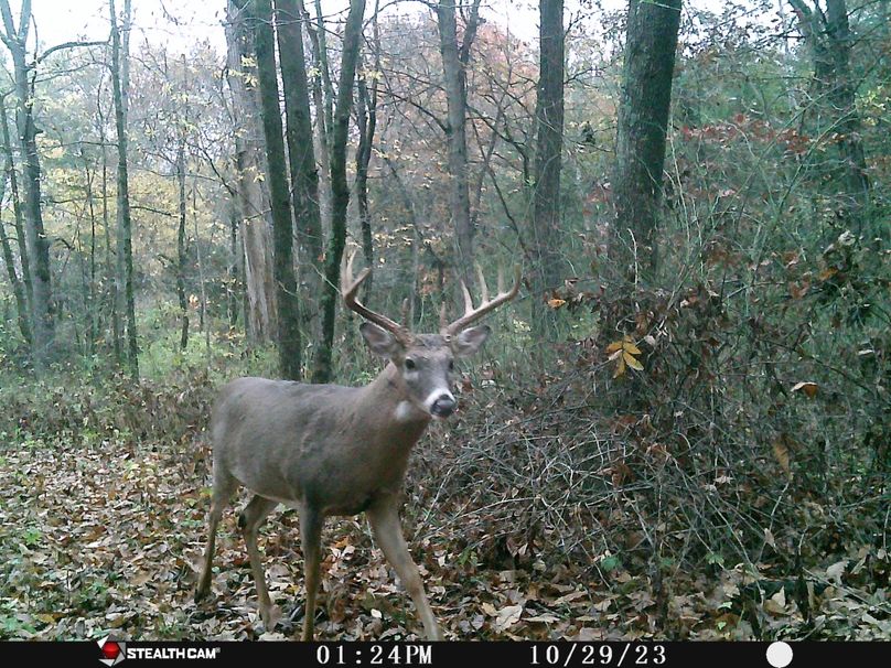 Buck_10292023(2)