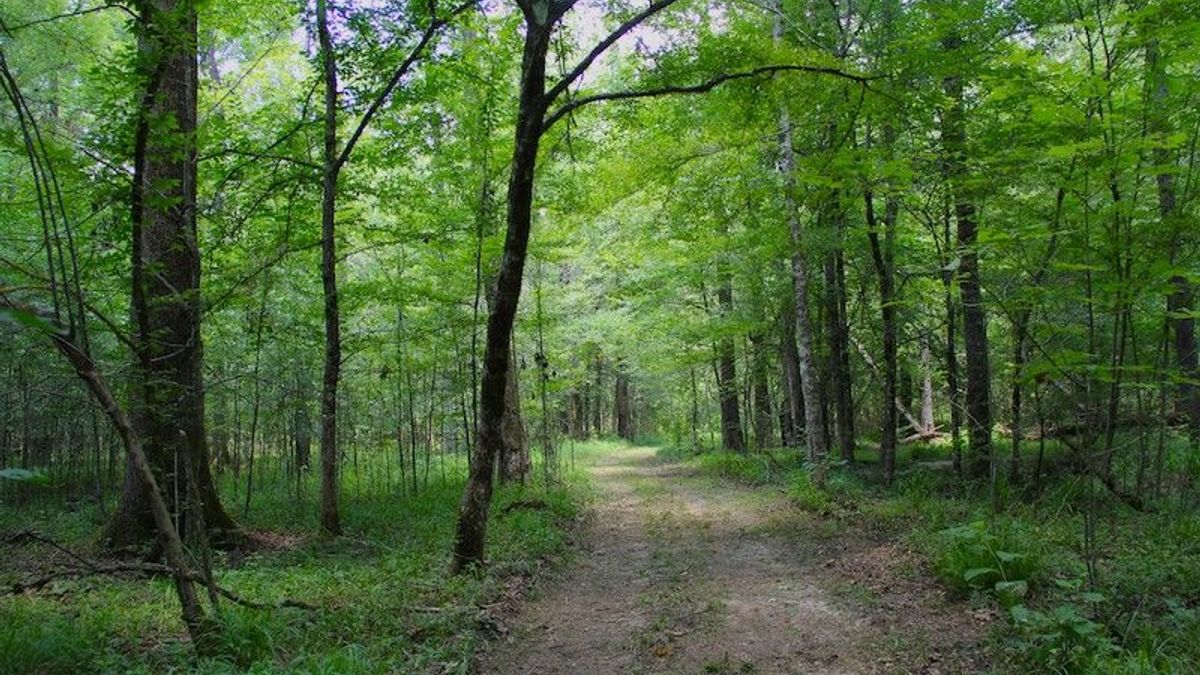 Hunting And Timber Tract Adjoining The Homochitto National Forest