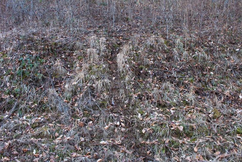 007 deeply worn deer trail coming into the old growth fields