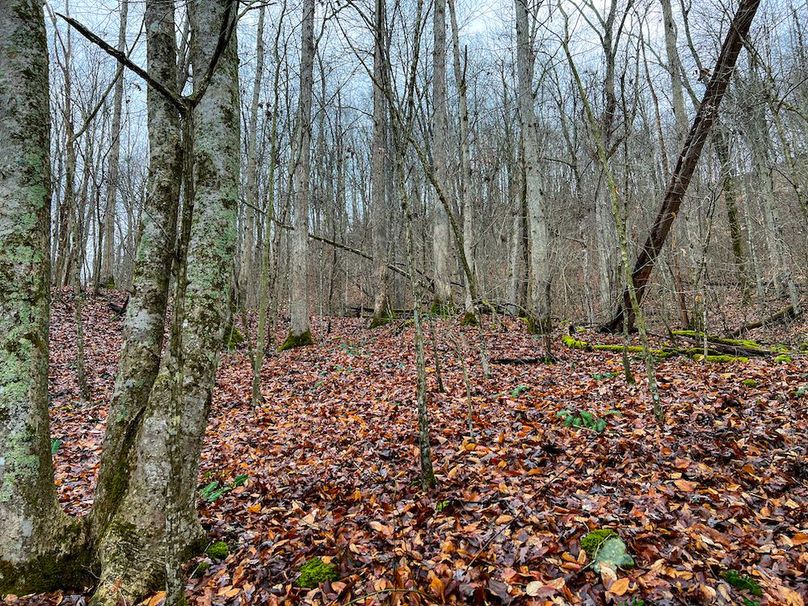 Calhoun, WV 225.69 AC Duffield-37