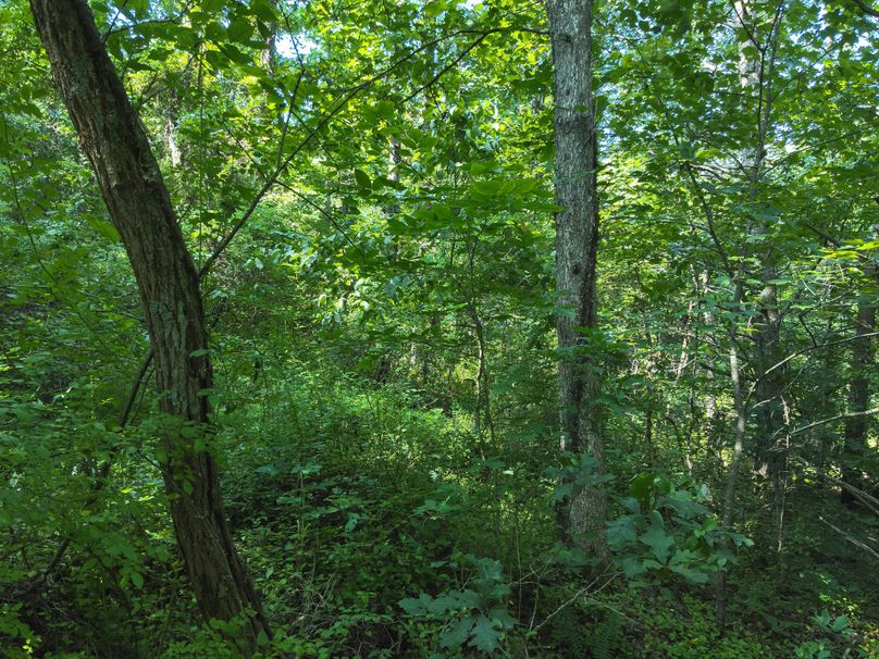 71. Woods (41acres)