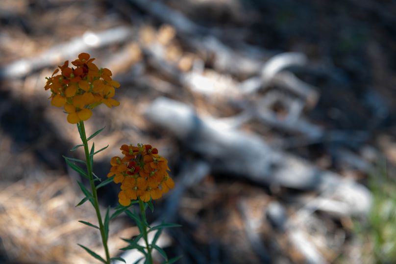 Copy of Los Alamos 508 6-24-5