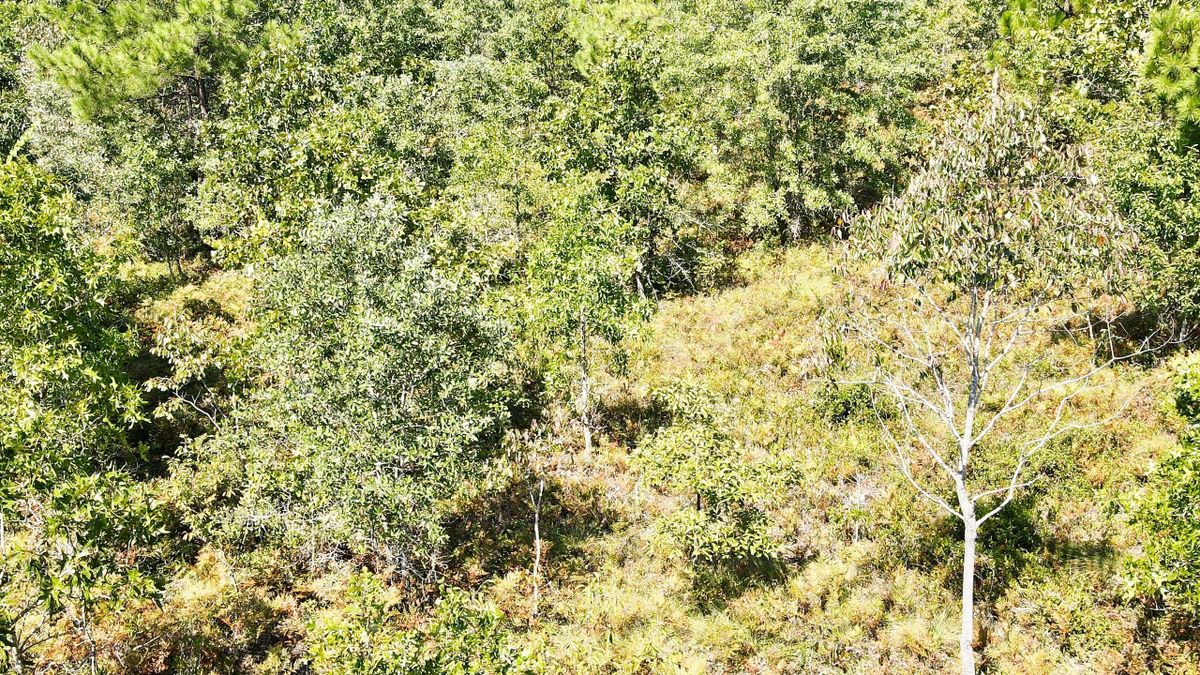 Unrestricted Recreational Property Near Lake Robinson Whitetail