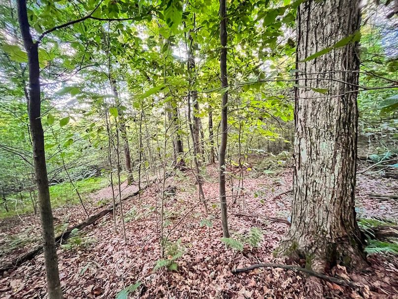Chemung_140.13_Baumunk_Photos_18