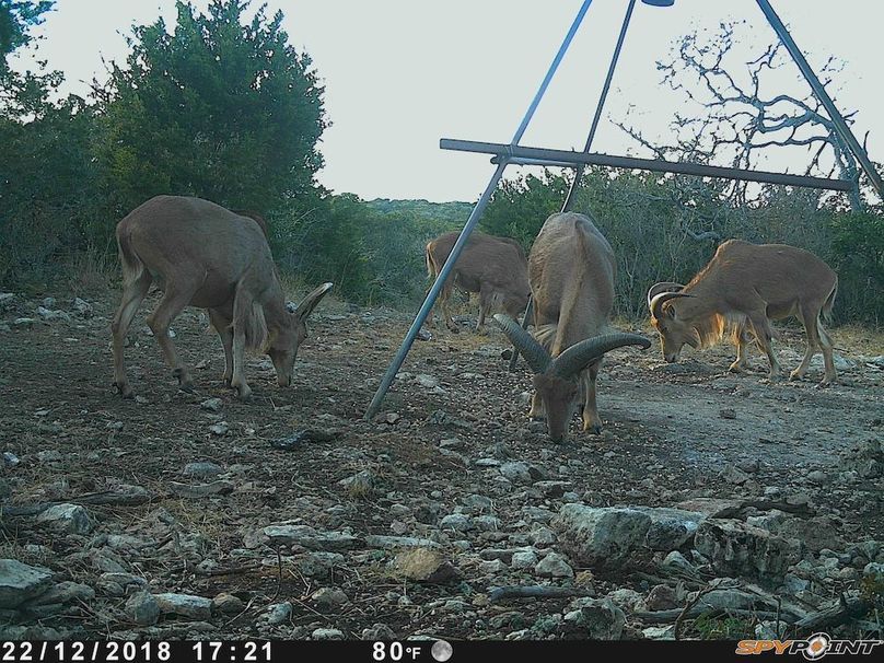 Game Camera 8