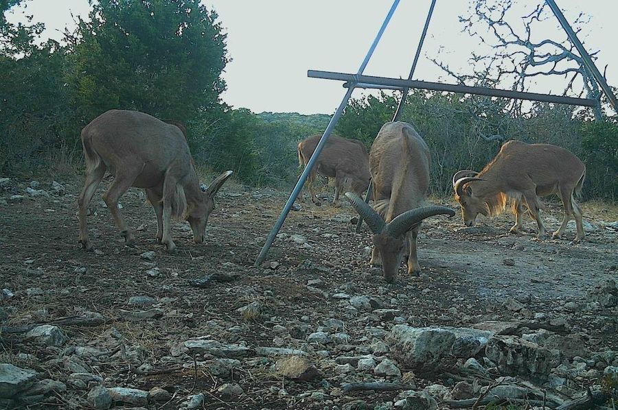 Game Camera 8