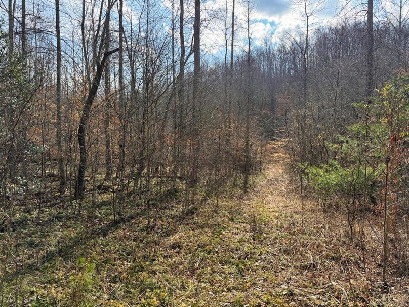 011 more trails leading down to the creek-2