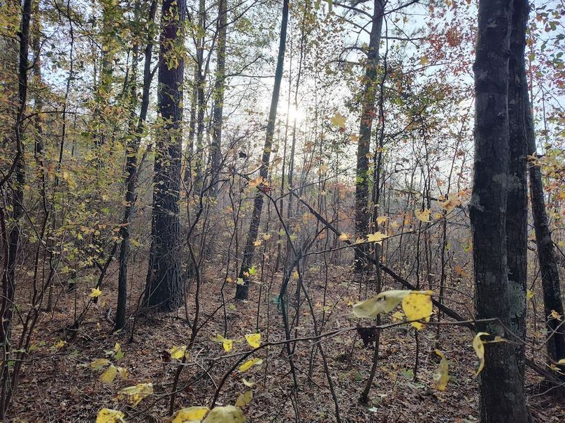 IMG_20251105_153253518_HDR