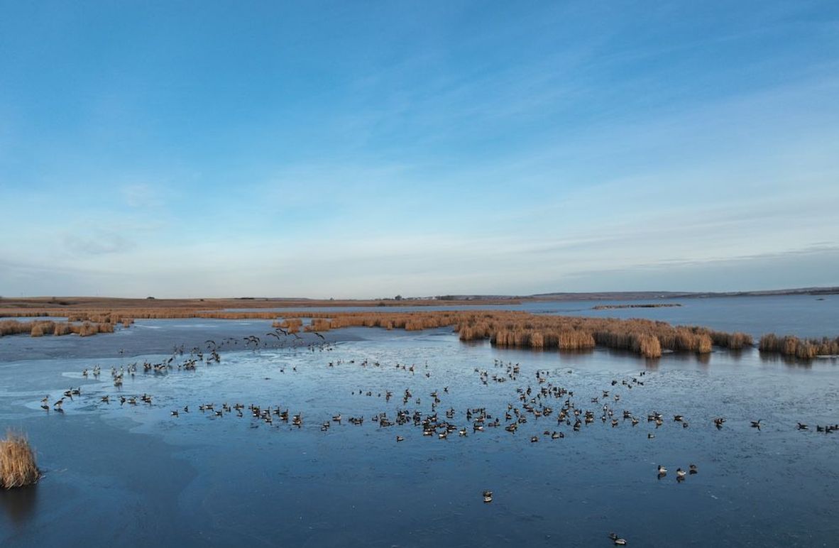 DJI_0254_Waterfowl
