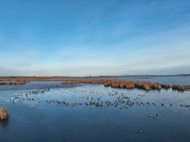 DJI_0254_Waterfowl