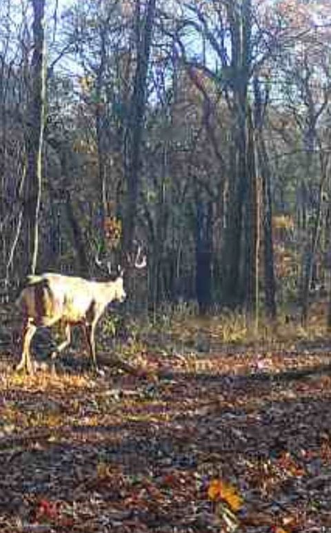 Jackson 178 Trailcam - 5 of 17