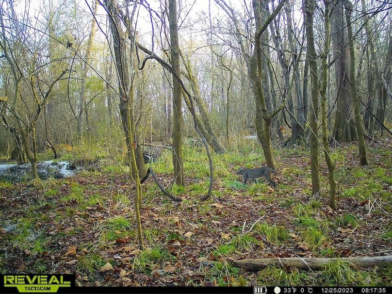 Trail cam Big Bobcat 