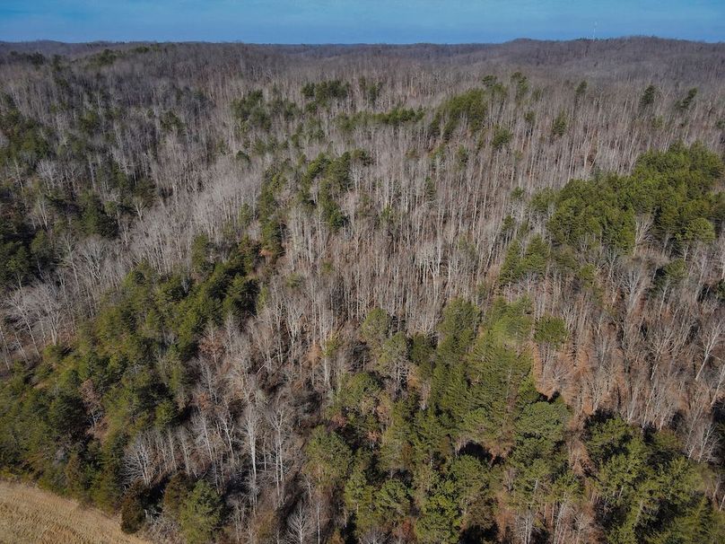 050 nice mix of hardwoods and evergreens along the front field
