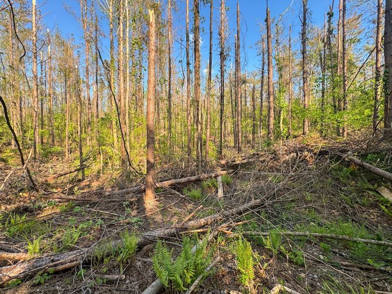 Tallahatchie 44 Newman (Crowden) Wide-25