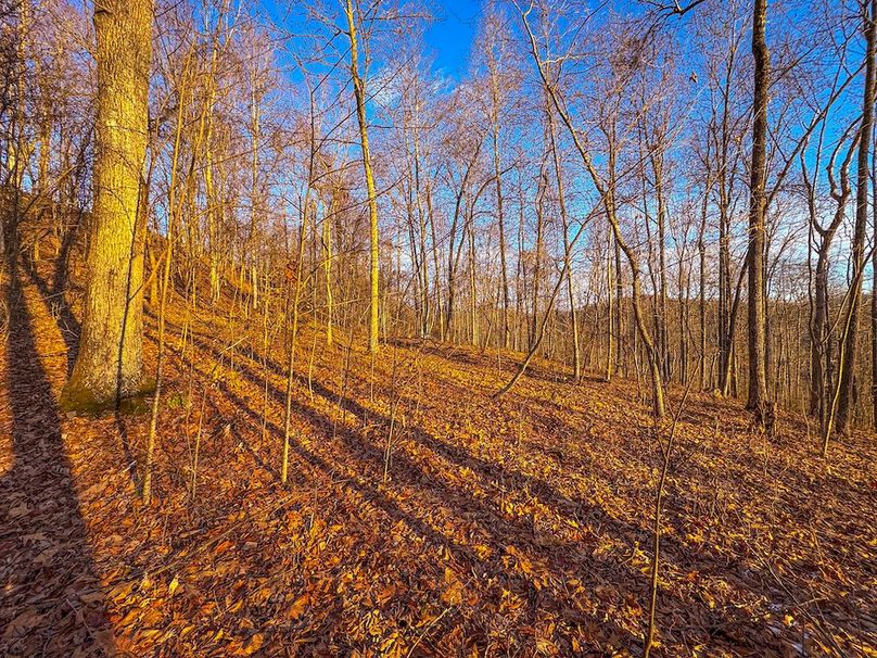 Roane, WV 100.12 AC Tree Line-47
