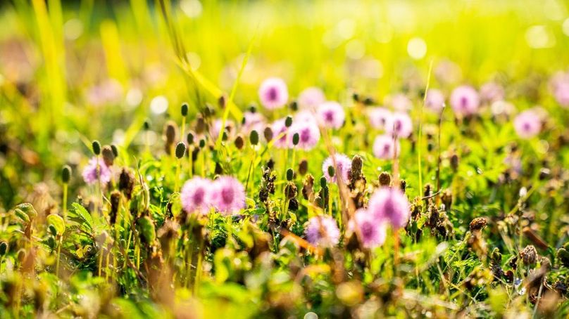 MadisonParLa1372-146