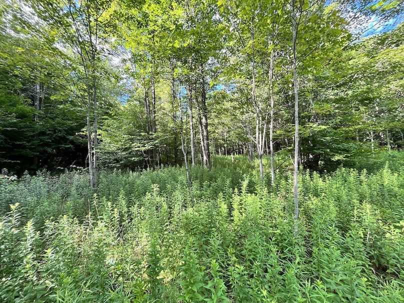 Chemung_12.895_Gutchess_Lumber_Photos_2