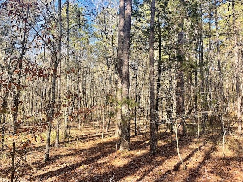 Beautiful HWY Frontage Near Nimrod Lake Whitetail Properties