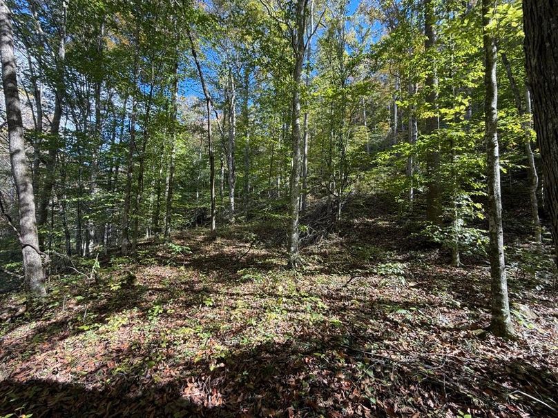009 the forest area in the southeastern tract