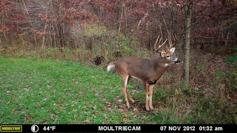 Sauk 174 Trailcam - 87