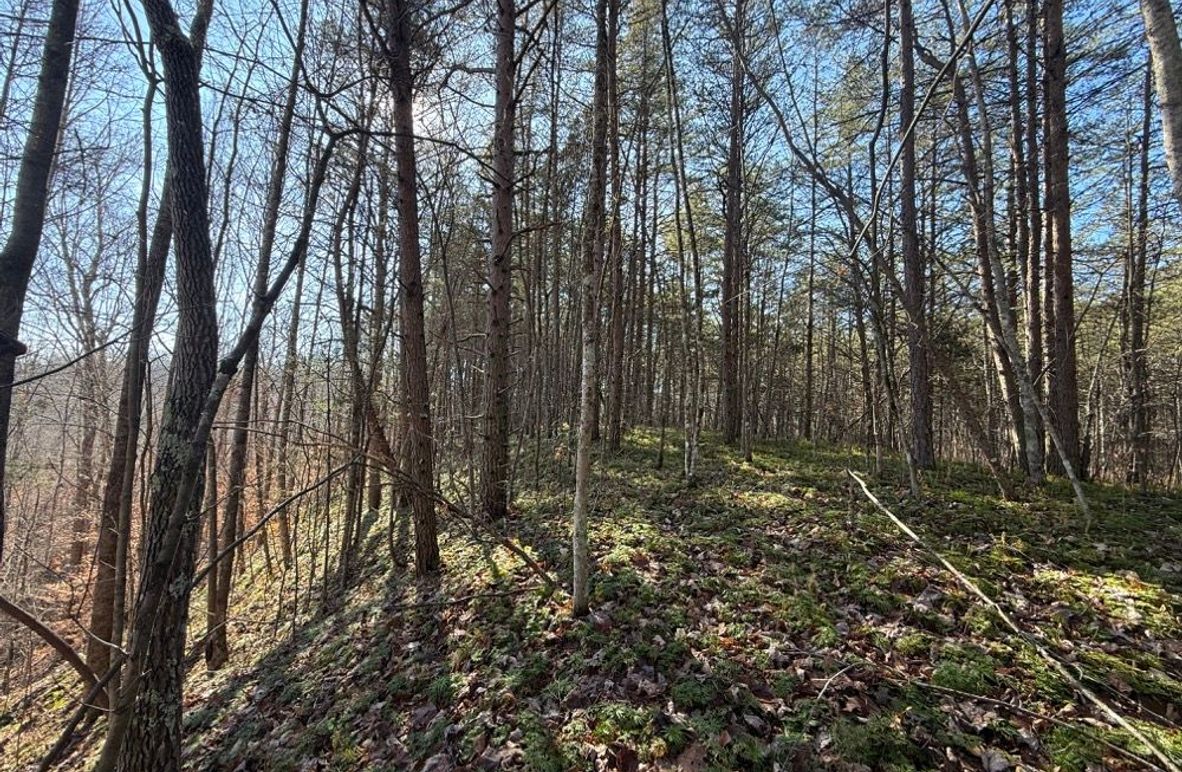 005 easily cleared forest area for developing