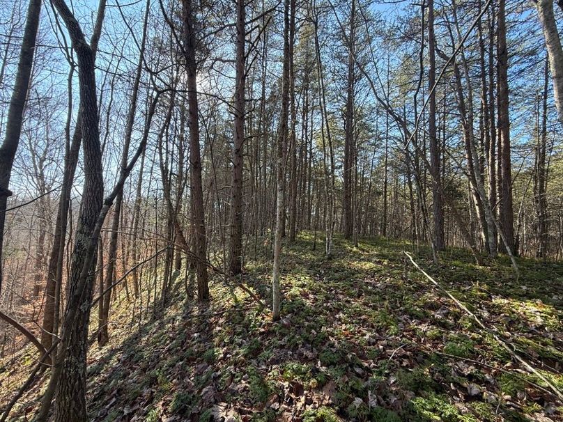 005 easily cleared forest area for developing