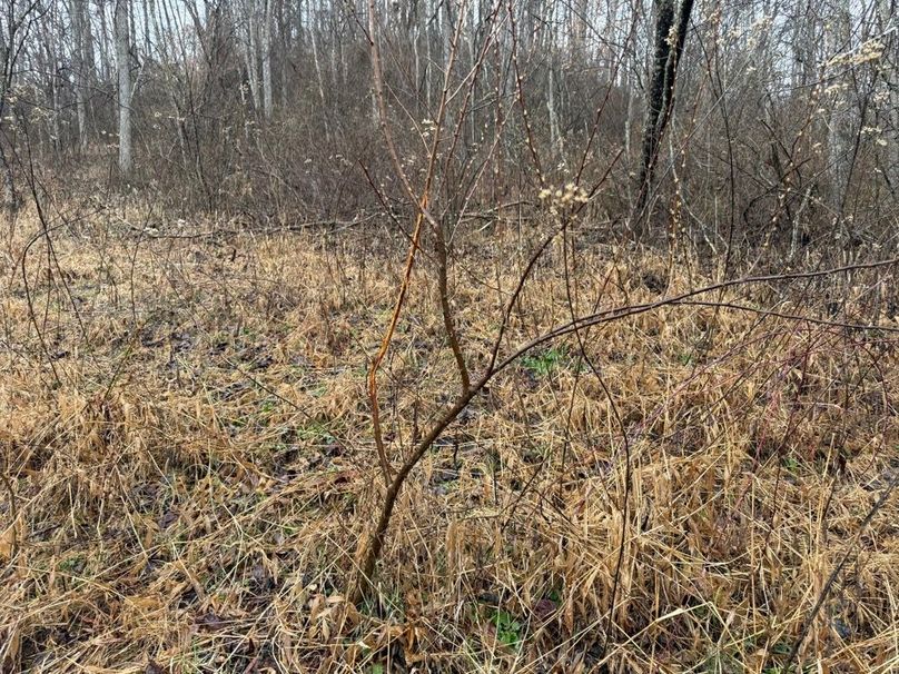 012 some of the transitional areas near the fields in the southeast corner