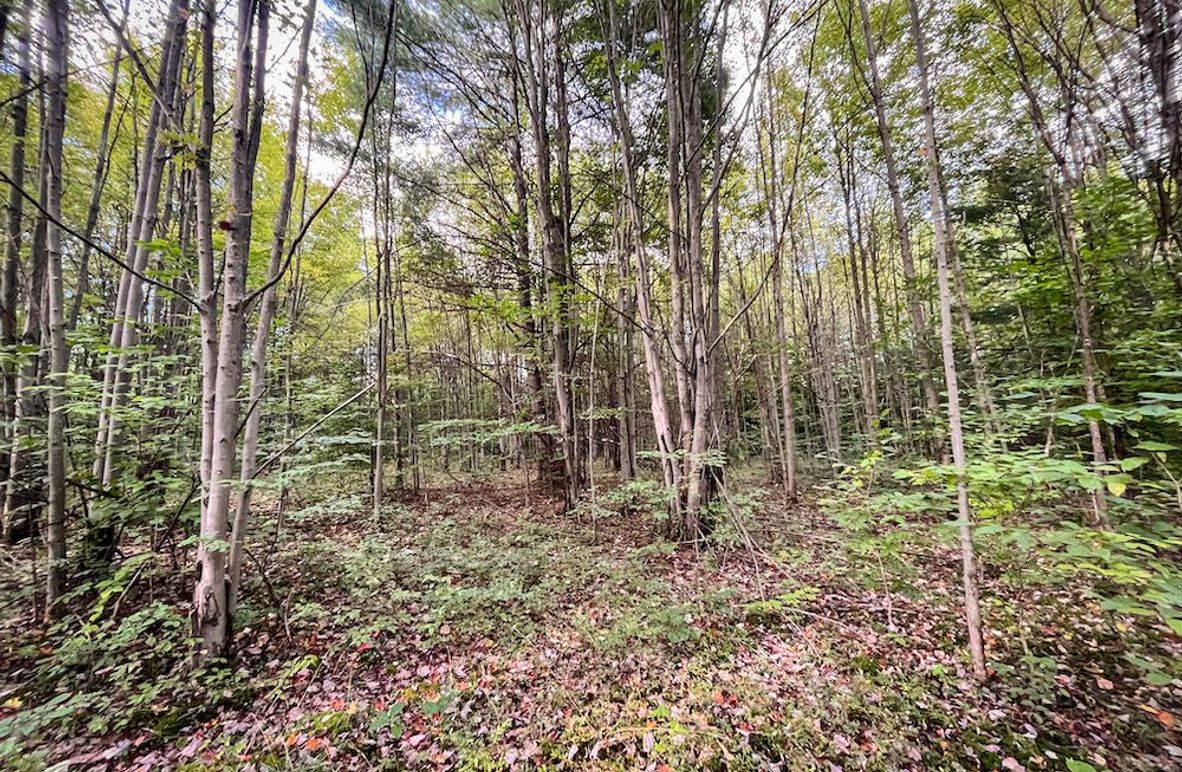 Chemung_140.13_Baumunk_Photos_4