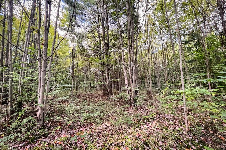 Chemung_140.13_Baumunk_Photos_4